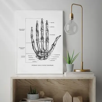 Minimalist Mâna Omului Os Diagrama Linie de artă Anatomie Imprimare Știință Poster, Biologie Tipărit Pictură, Schiță Panza Poster 0